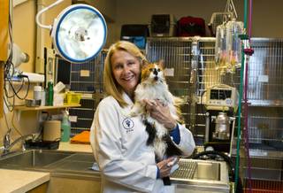 Dr. Trish Auge of A Cat Hospital with patient Barbarella there for kidney issues and more Wednesday, Dec. 18, 2013.